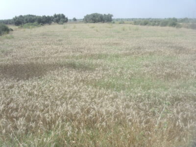 https://www.immotaroudant.com/bien/vente-terrain-taroudant-t13836/