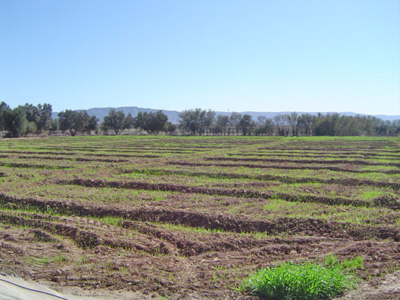 https://www.immotaroudant.com/bien/vente-terrain-taroudant-t14091/