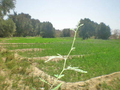 https://www.immotaroudant.com/bien/vente-terrain-taroudant-t14122/
