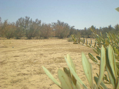 https://www.immotaroudant.com/bien/vente-terrain-a-taroudant-t14125/