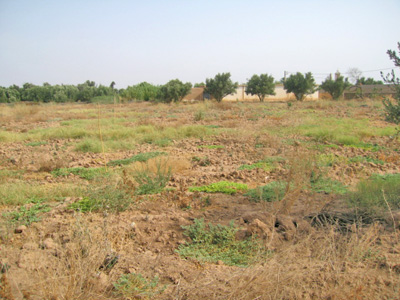 https://www.immotaroudant.com/bien/vente-terrain-taroudant-t14126/