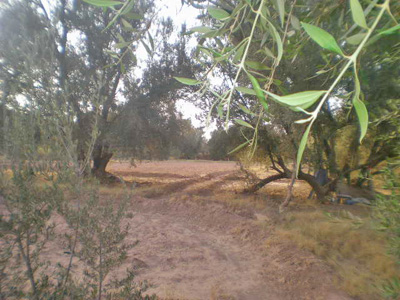 https://www.immotaroudant.com/bien/vente-terrain-taroudant-t14130/