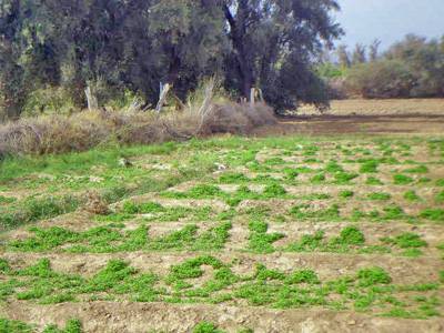 https://www.immotaroudant.com/bien/vente-terrain-taroudant-t14147/