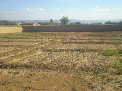 https://www.immotaroudant.com/bien/vente-terrain-taroudant-t14156/