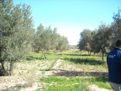 https://www.immotaroudant.com/bien/terrain-a-vendre-a-taroudant-maroc-t14166/