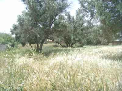 https://www.immotaroudant.com/bien/terrain-a-vendre-a-taroudant-maroc-t14197/