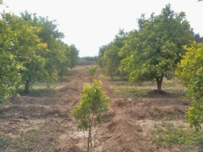 https://www.immotaroudant.com/bien/vente-ferme-taroudant-f13801/