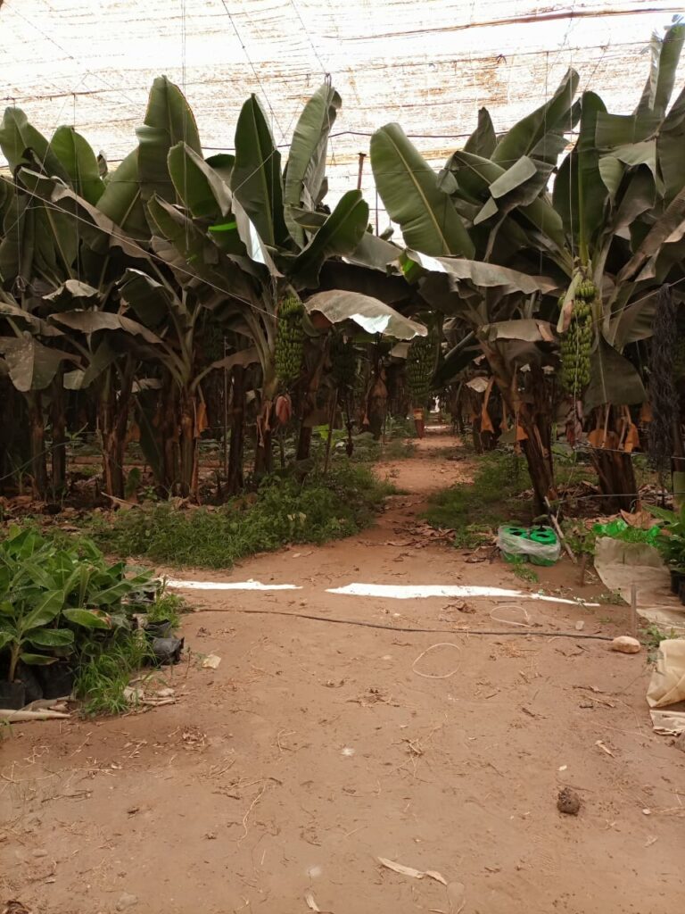 Ferme Faysale. — photo 3