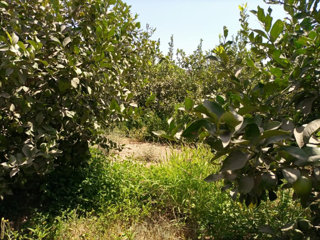 Ferme Faysale. — photo 4