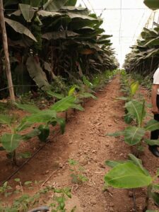 https://www.immotaroudant.com/bien/ferme-faysale-ref-f11sd/