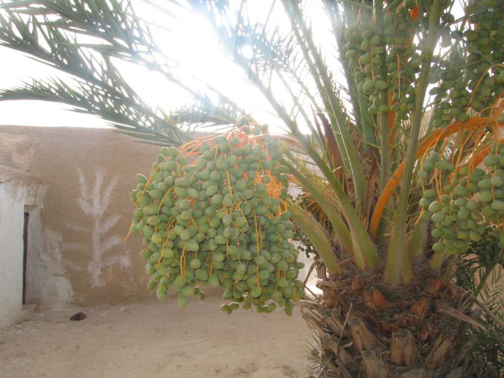 Maison traditionnelle avec jardin près de Taroudant — photo 1