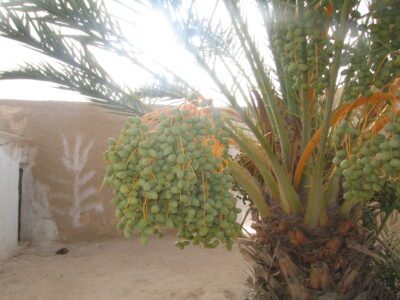 https://www.immotaroudant.com/bien/maison-bio-vente-urgent/