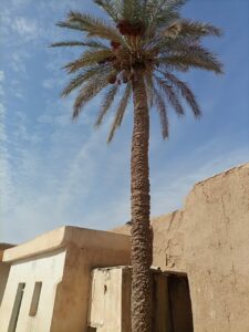 https://www.immotaroudant.com/bien/riad-palmier/