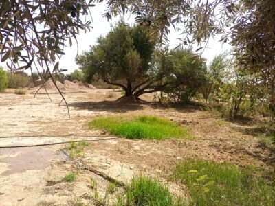 https://www.immotaroudant.com/bien/terrain-constructible-vue-sur-les-montagnes/