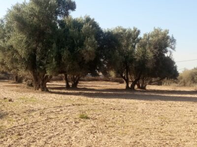 https://www.immotaroudant.com/bien/terrain-des-olives-2/