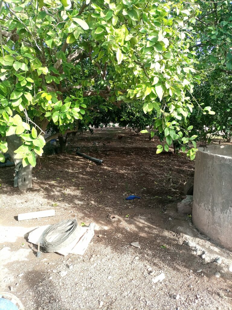 Ferme de Citrons — photo 3