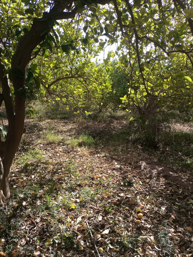 Ferme de Citrons — photo 4