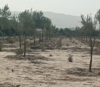 https://www.immotaroudant.com/bien/terrain-des-olives/