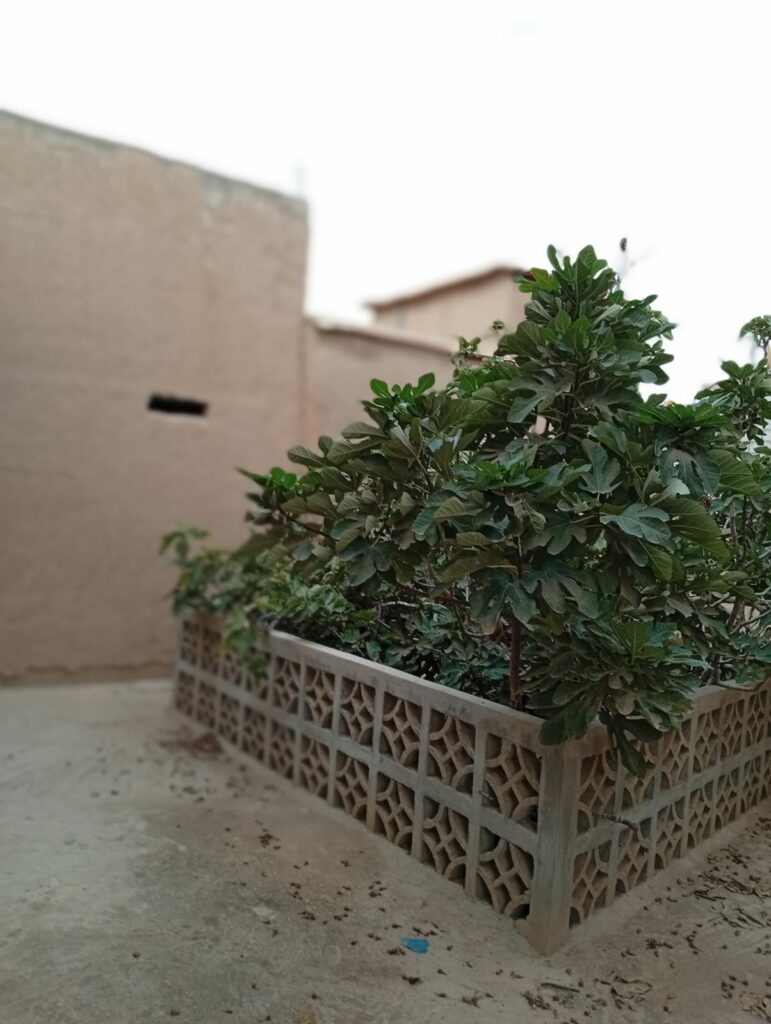 Riad de Figuier. — photo 4