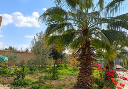 à vendre Riad avec beau jardin