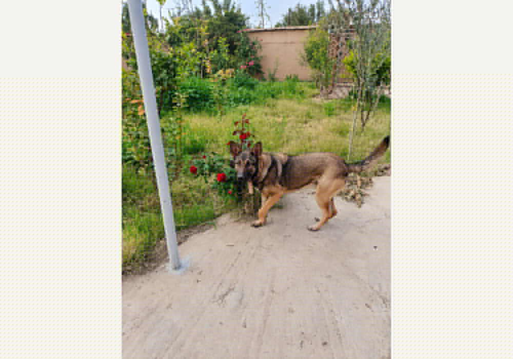 à vendre Riad avec beau jardin — photo 12 — réf. V2544EE