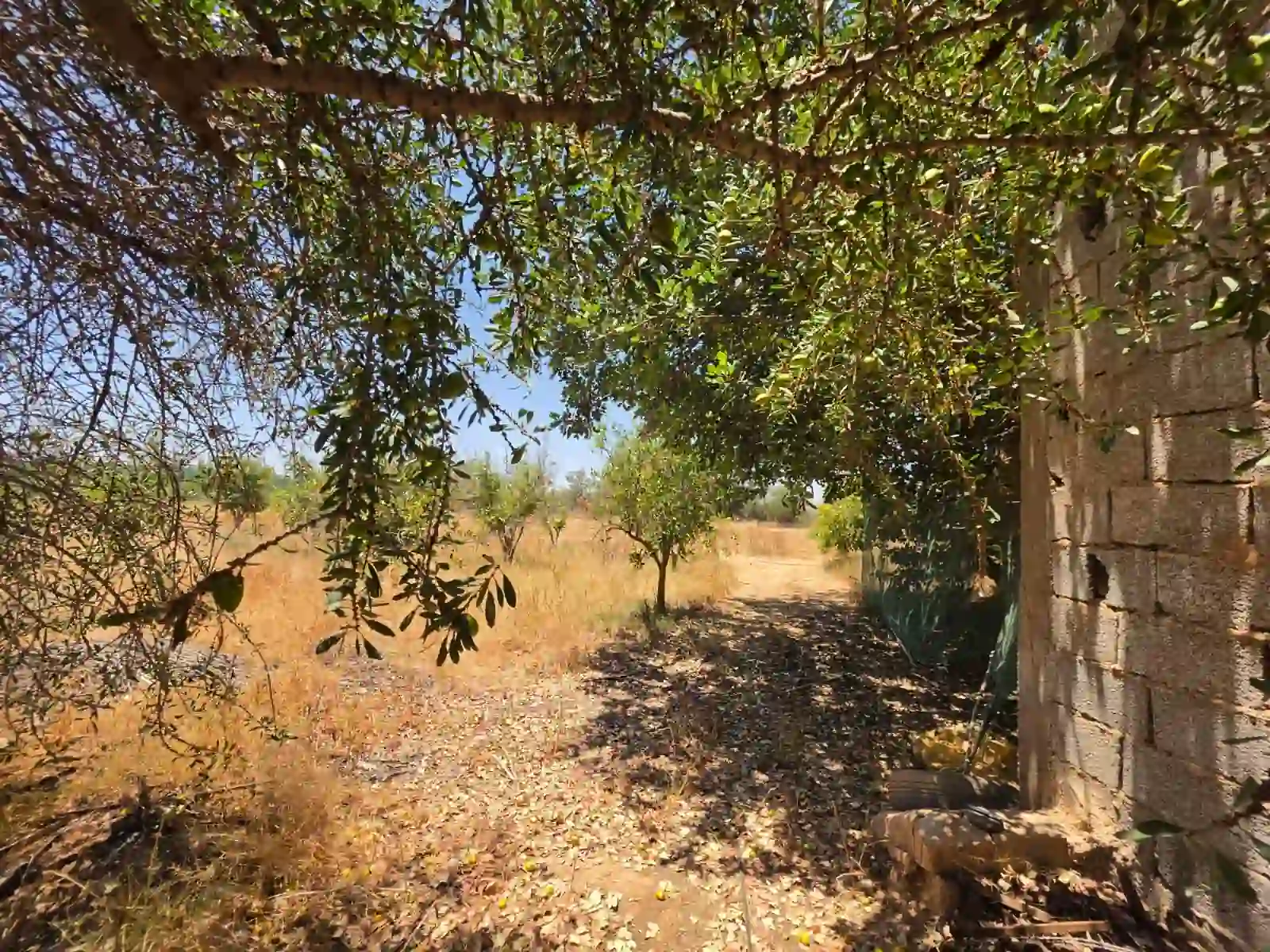 Terrain de 4 700 m² avec vue sur l’Atlas — photo 13 — réf. THNBG33