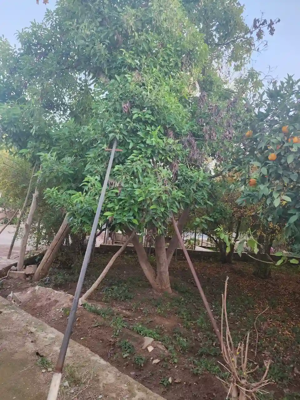 Riad de Bois de genévrier. — photo 48 — réf. R1144AAEX