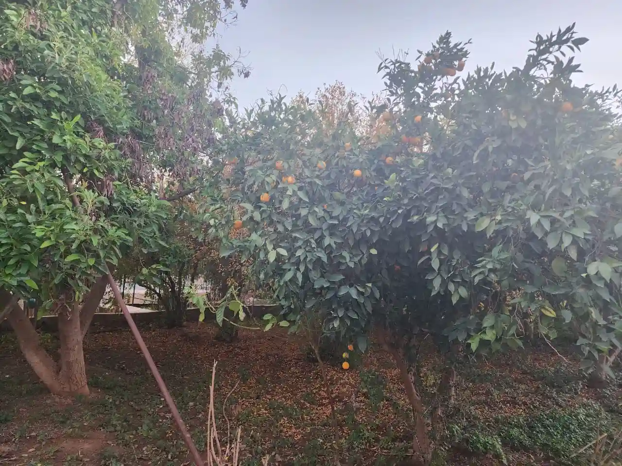 Riad de Bois de genévrier. — photo 49 — réf. R1144AAEX