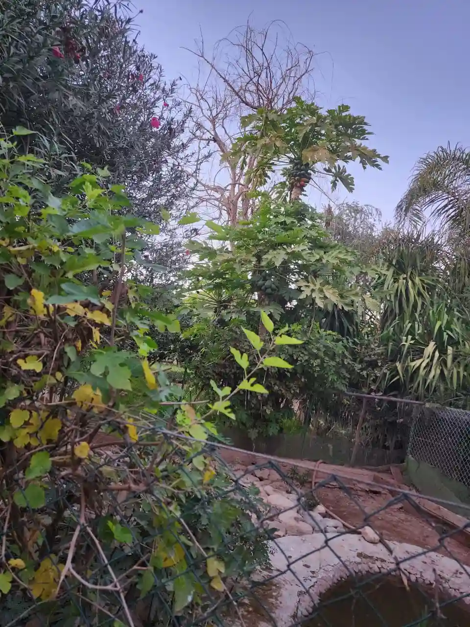 Riad de Bois de genévrier. — photo 17 — réf. R1144AAEX