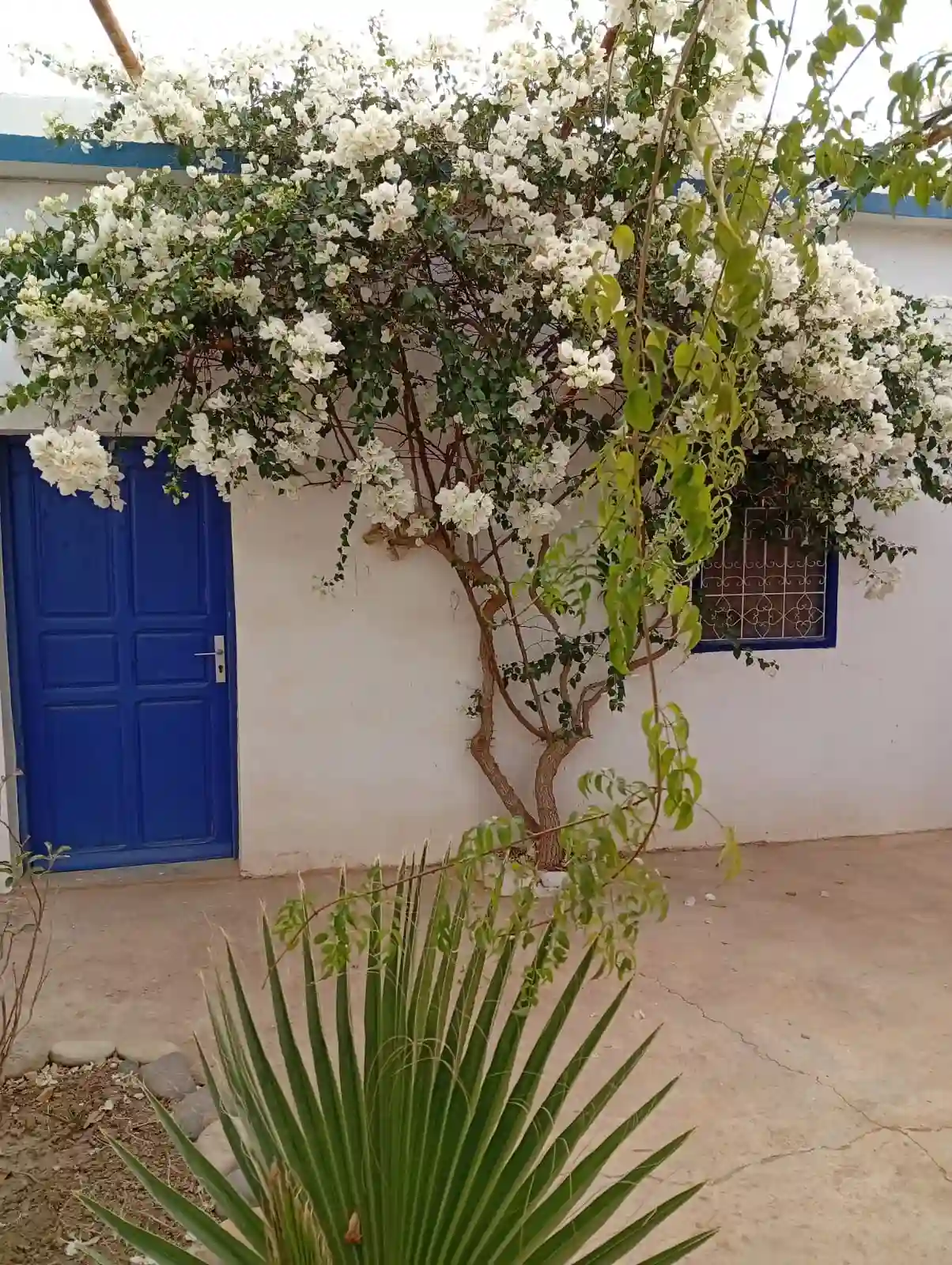 Riad de 10 Tortues. — photo 7 — réf. R55LM