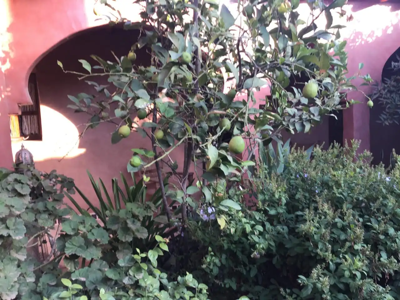 Riad avec piscine et Jardin. — photo 2 — réf. R551UBZ