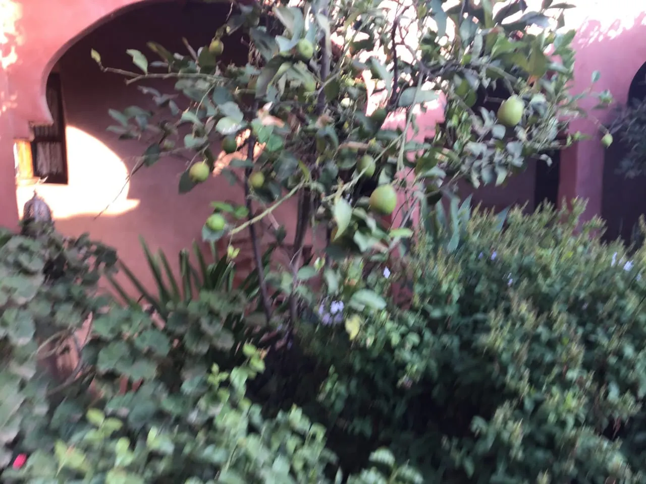 Riad avec piscine et Jardin. — photo 17 — réf. R551UBZ