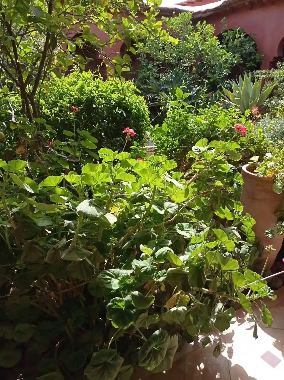 Riad avec piscine et Jardin. — photo 25 — réf. R551UBZ