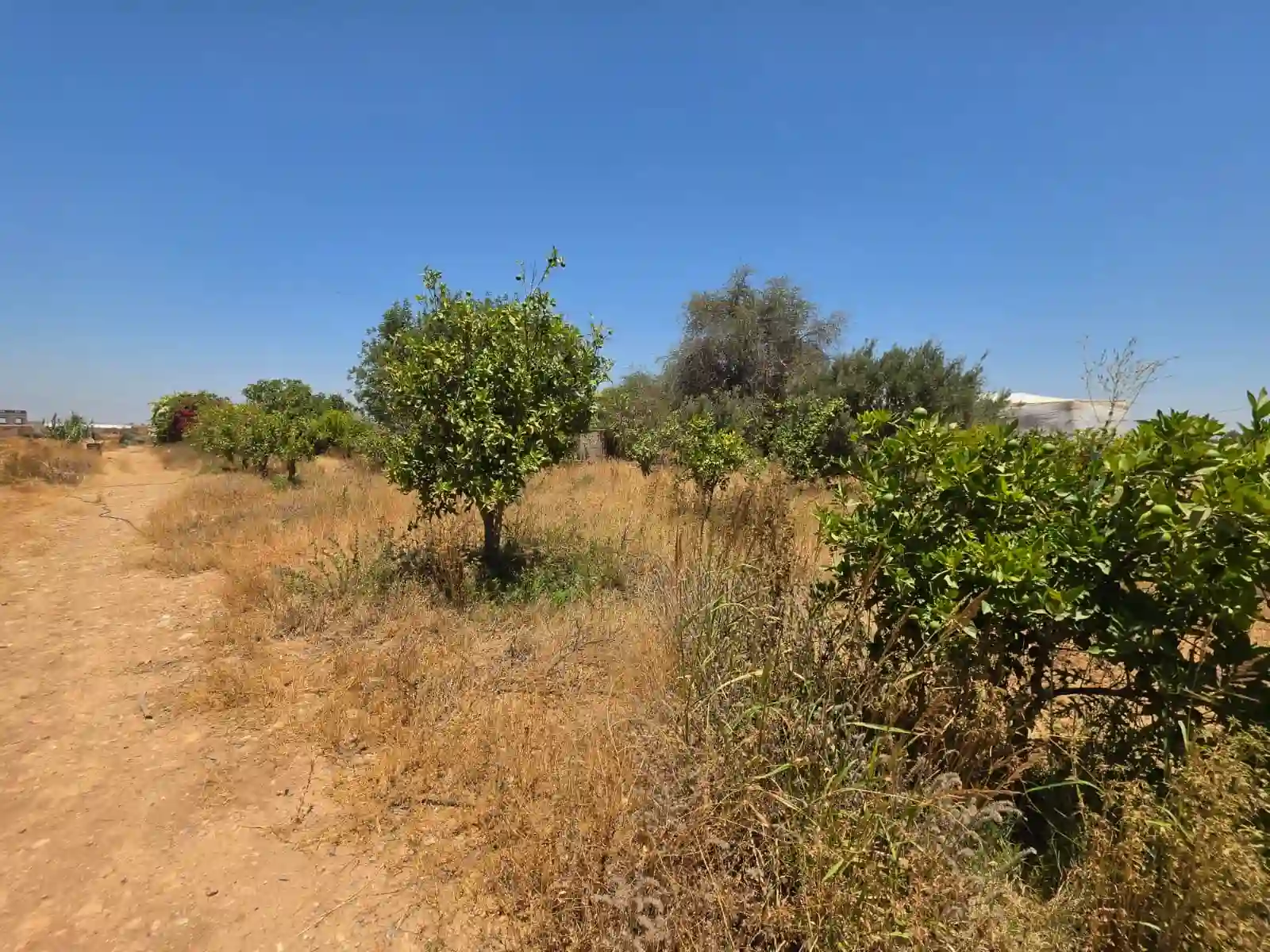 Terrain de 4 700 m² avec vue sur l’Atlas — photo 11 — réf. THNBG33