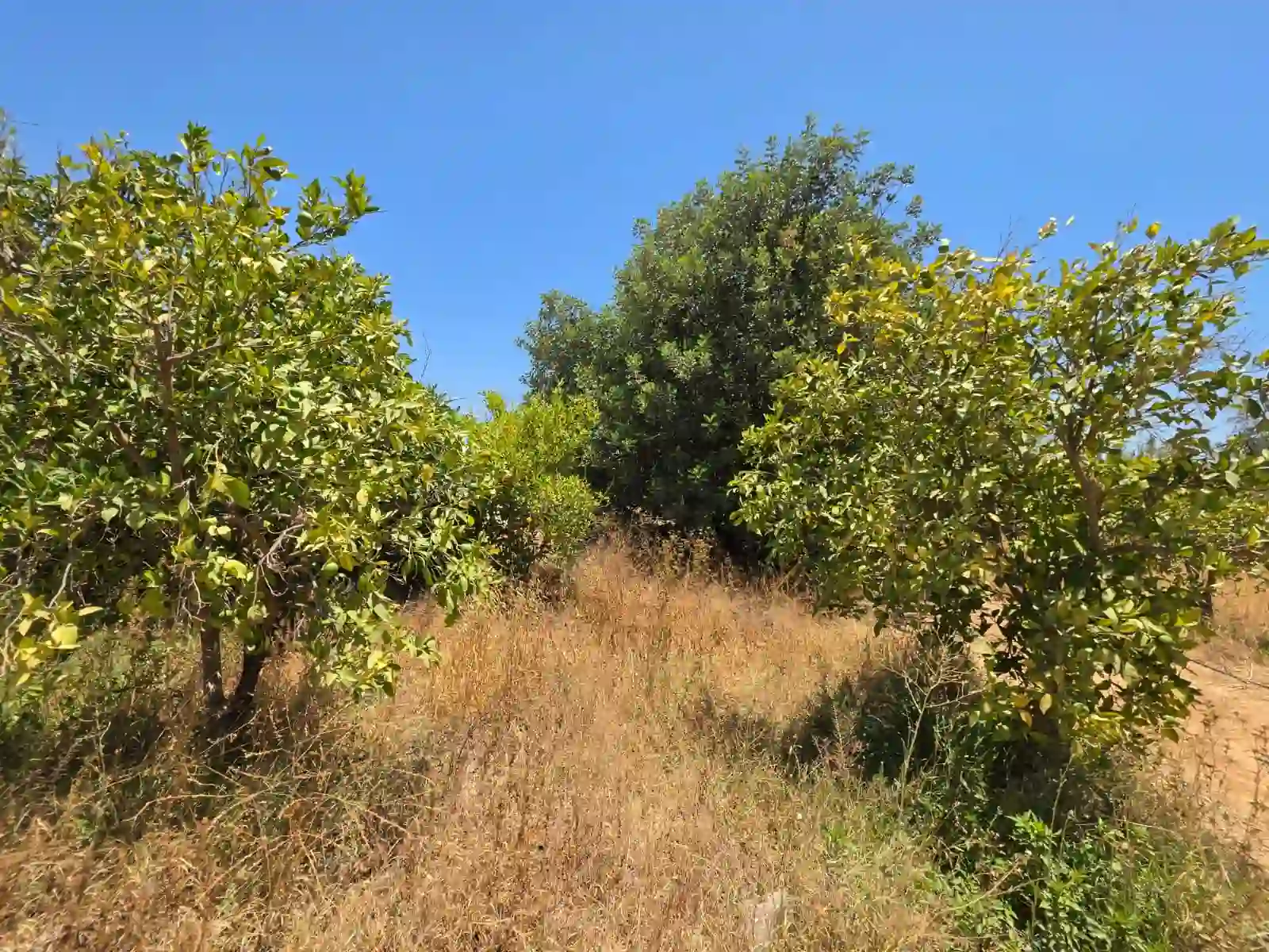 Terrain de 4 700 m² avec vue sur l’Atlas — photo 16 — réf. THNBG33