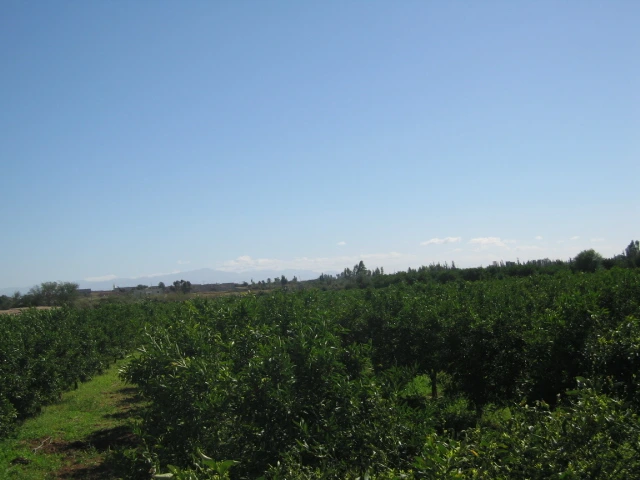 Vente ferme titré à Taroudant — Réf. F12552 — photo 4 — réf. F12552