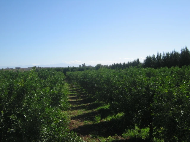 Vente ferme titré à Taroudant — Réf. F12552 — photo 1 — réf. F12552
