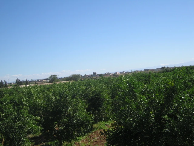 Vente ferme titré à Taroudant — Réf. F12552 — photo 6 — réf. F12552