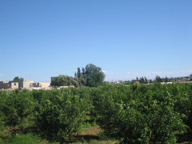 Vente ferme titré à Taroudant — Réf. F12552 — photo 7 — réf. F12552