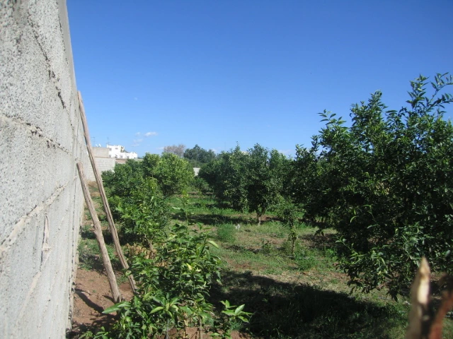 Vente ferme titré à Taroudant — Réf. F12564 — photo 13 — réf. F12564