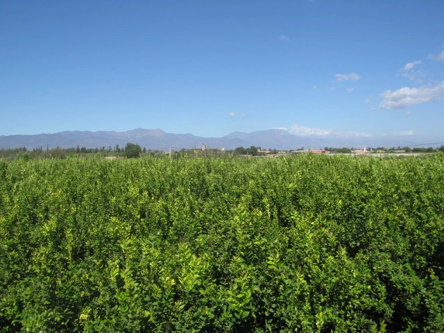 Vente ferme titré à Taroudant — Réf. F12564 — photo 1 — réf. F12564