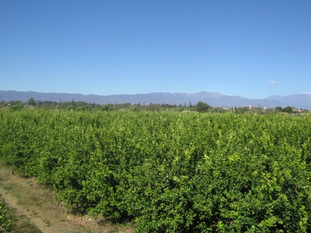 Vente ferme titré à Taroudant — Réf. F12564 — photo 5 — réf. F12564