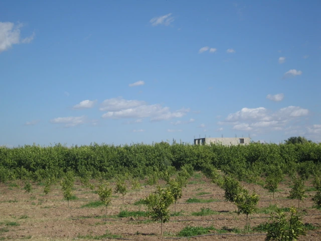 Vente ferme titré à Taroudant — Réf. F12564 — photo 7 — réf. F12564