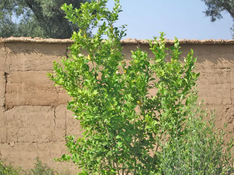Maison à vendre à Taroudant maroc — Réf. M13741 — photo 3 — réf. M13741