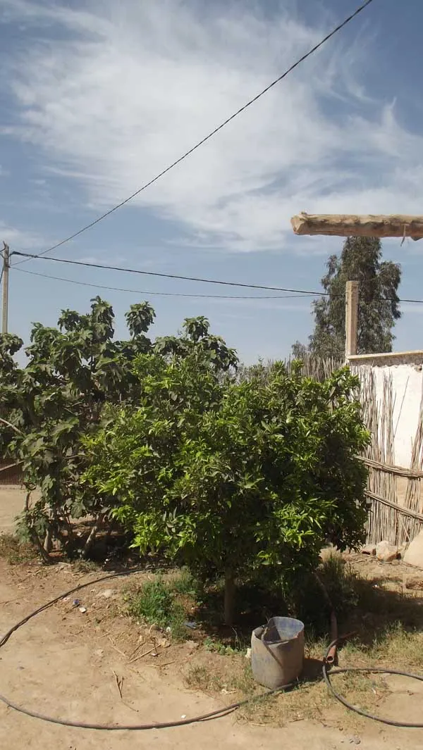 Vente Maison à Taroudant — Réf. M12475 — photo 5 — réf. M12475