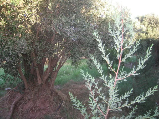 Maison à Taroudant — Réf. M13635 — photo 8 — réf. M13635