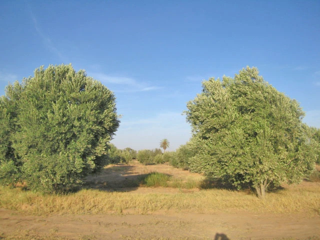 Ferme Taroudant à vendre — Réf. F12404 — photo 3 — réf. F12404