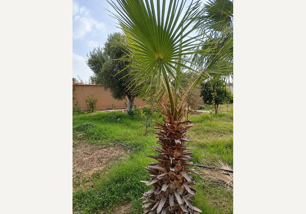 à vendre Riad avec beau jardin — photo 6 — réf. V2544EE