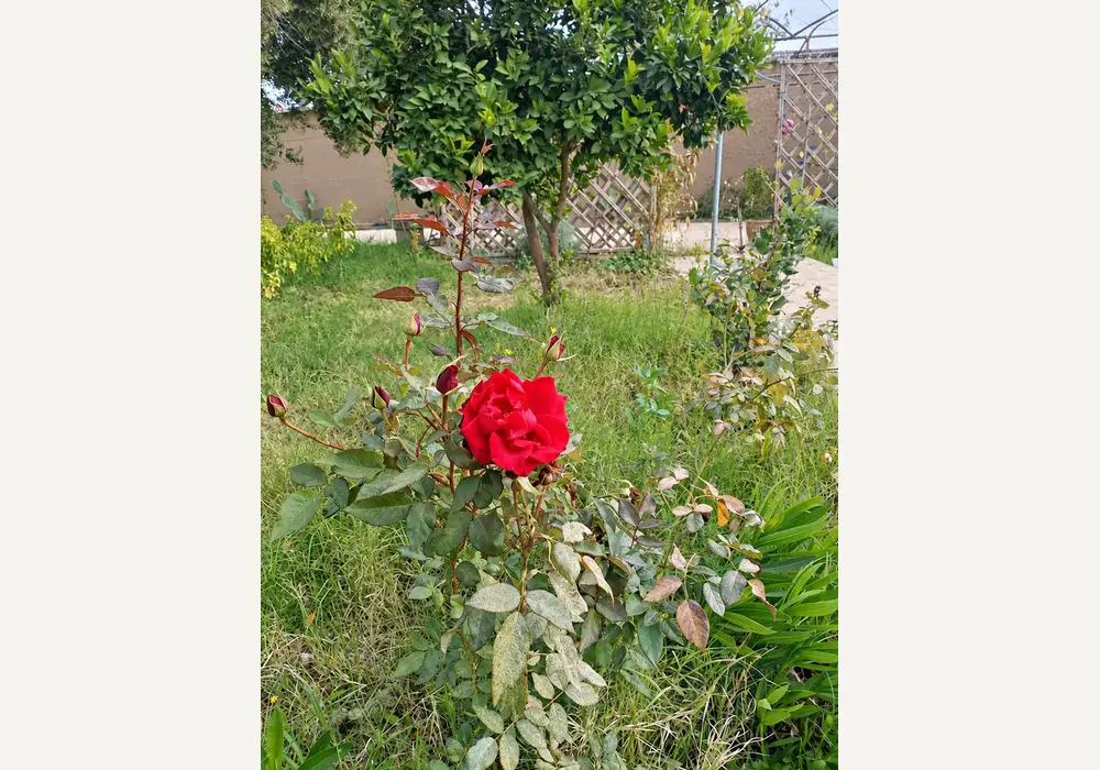 à vendre Riad avec beau jardin — photo 9 — réf. V2544EE