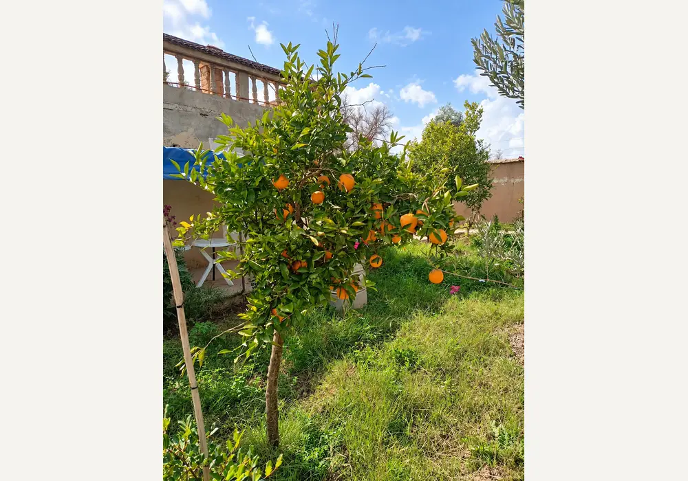 à vendre Riad avec beau jardin — photo 13 — réf. V2544EE